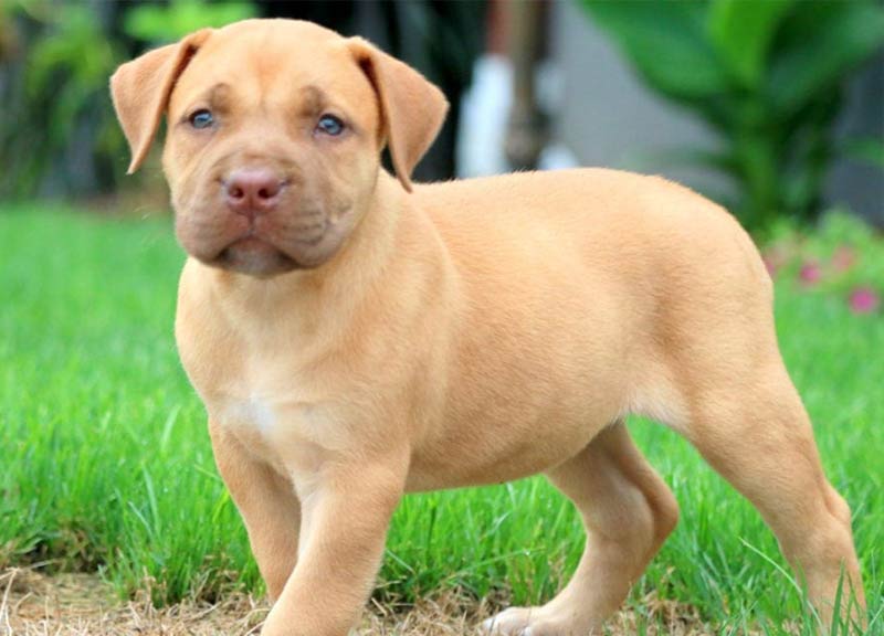 Pitbull mix with boerboel hot sale puppies